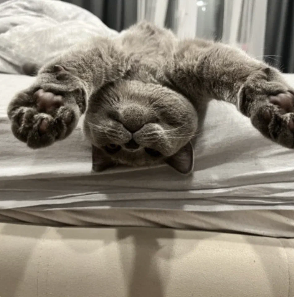 Фото В Новосибирске опубликованы кадры самых смешных котиков 4 - Сиб.ФМ Фото В Новосибирске опубликованы кадры самых смешных котиков 4